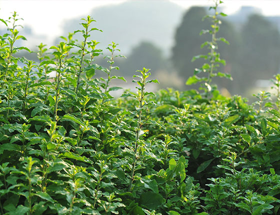 organic gojiberry 1