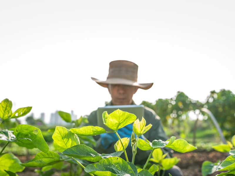 Biopesticides for Pest Management in Organic Food Ingredients