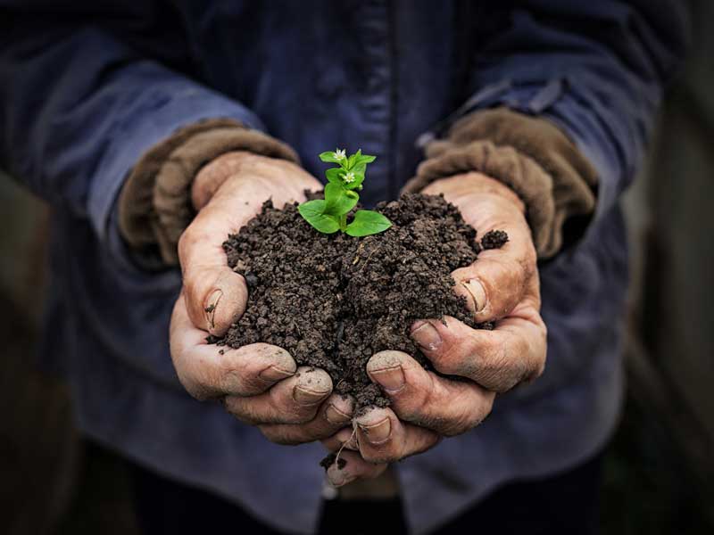 Cultivation and Management of Organic Food Ingredients