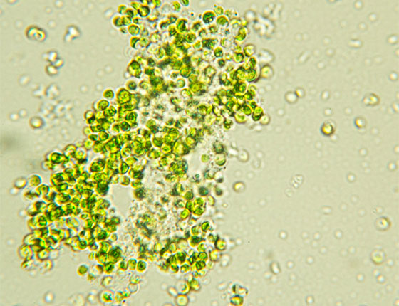 organic chlorella