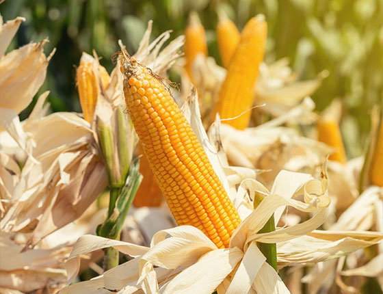 organic corn starch