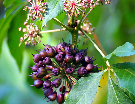 eleuthero powder