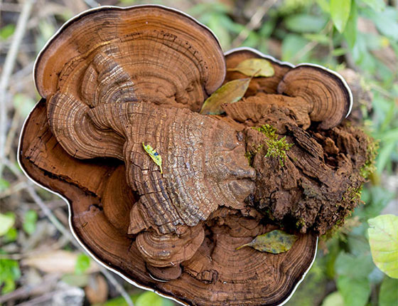 powdered turkey tail mushroom