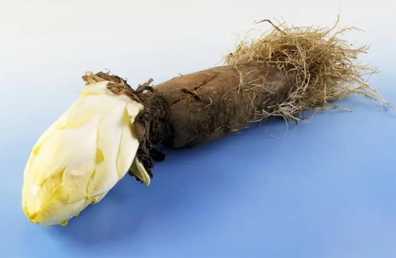 how-is-inulin-produced-and-processed-from-the-collection-of-raw-materials-to-the-final-product-1.jpg